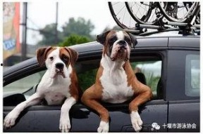 娱乐吃瓜酱骑车狗